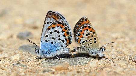 Mariposas