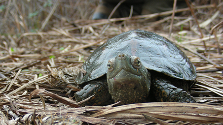 Tortuga